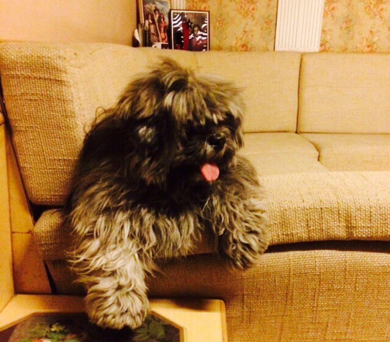 Coco relaxed on a sofa — playful and at home