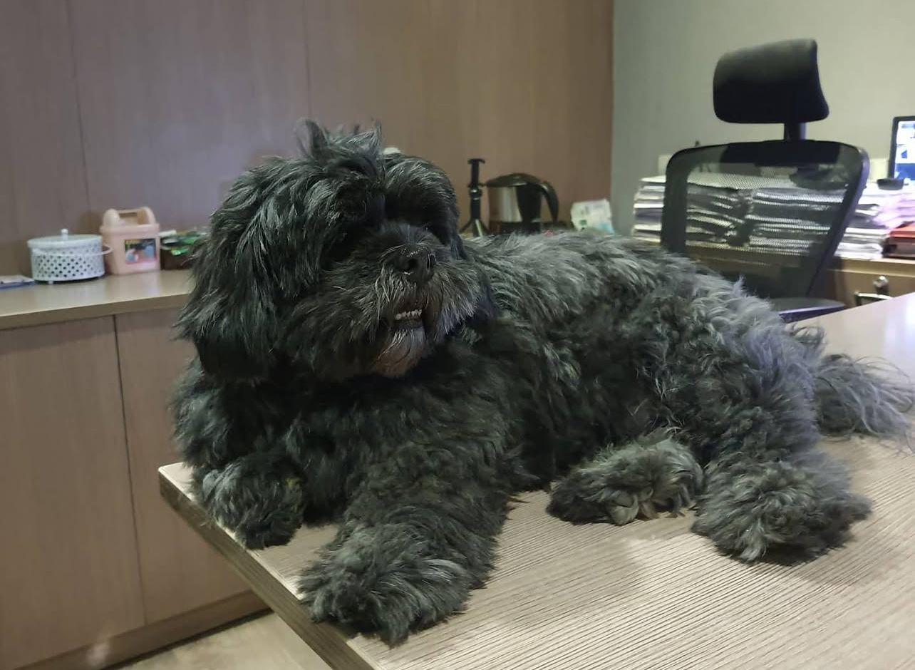 Coco resting on a desk at the Mercie Foundation office